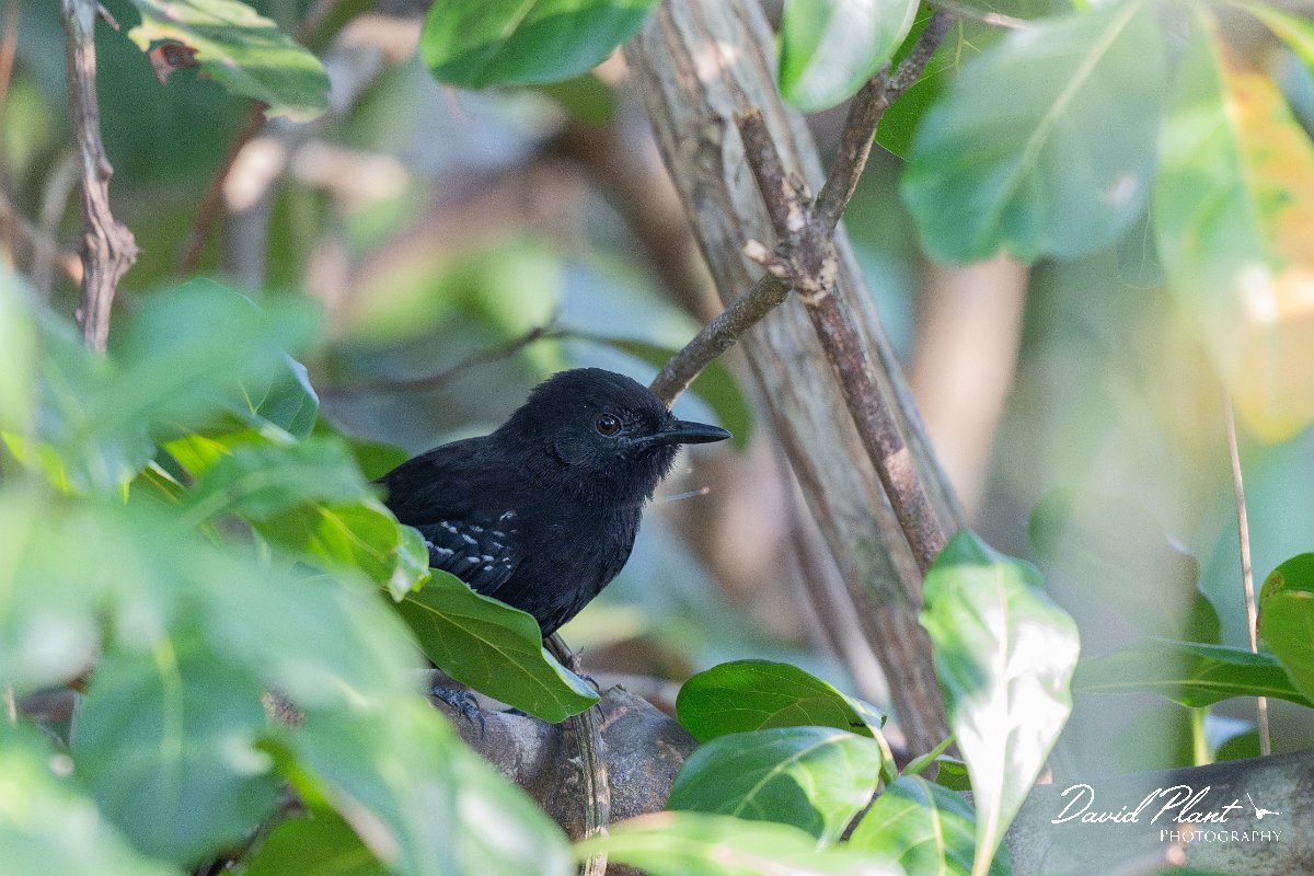 DPPhotography - Pantanal - Masso Grosso antbird - D.jpg - Mato Grosso antbird - Pantanal, Brazil