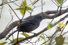 DPPhotography - Pantanal - Masso Grosso antbird - B