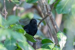 DPPhotography - Pantanal - Masso Grosso antbird - C