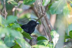 DPPhotography - Pantanal - Masso Grosso antbird - D