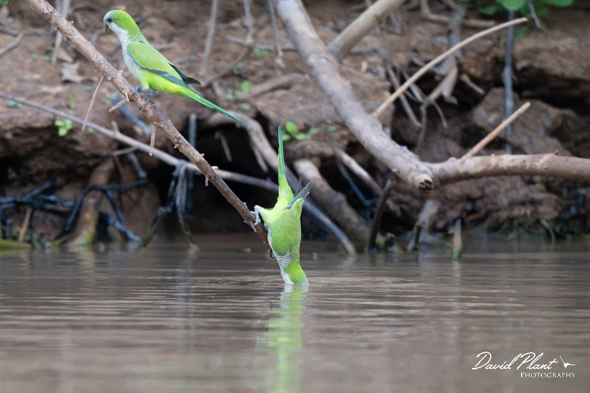 DPPhotography - Pantanal - Monk parakeet - C.jpg - Monk parakeet - Corixa Três Irmãos, Pantanal, Brazil