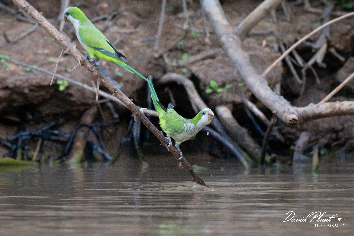 DPPhotography - Pantanal - Monk parakeet - D.jpg - Monk parakeet - Corixa Três Irmãos, Pantanal, Brazil