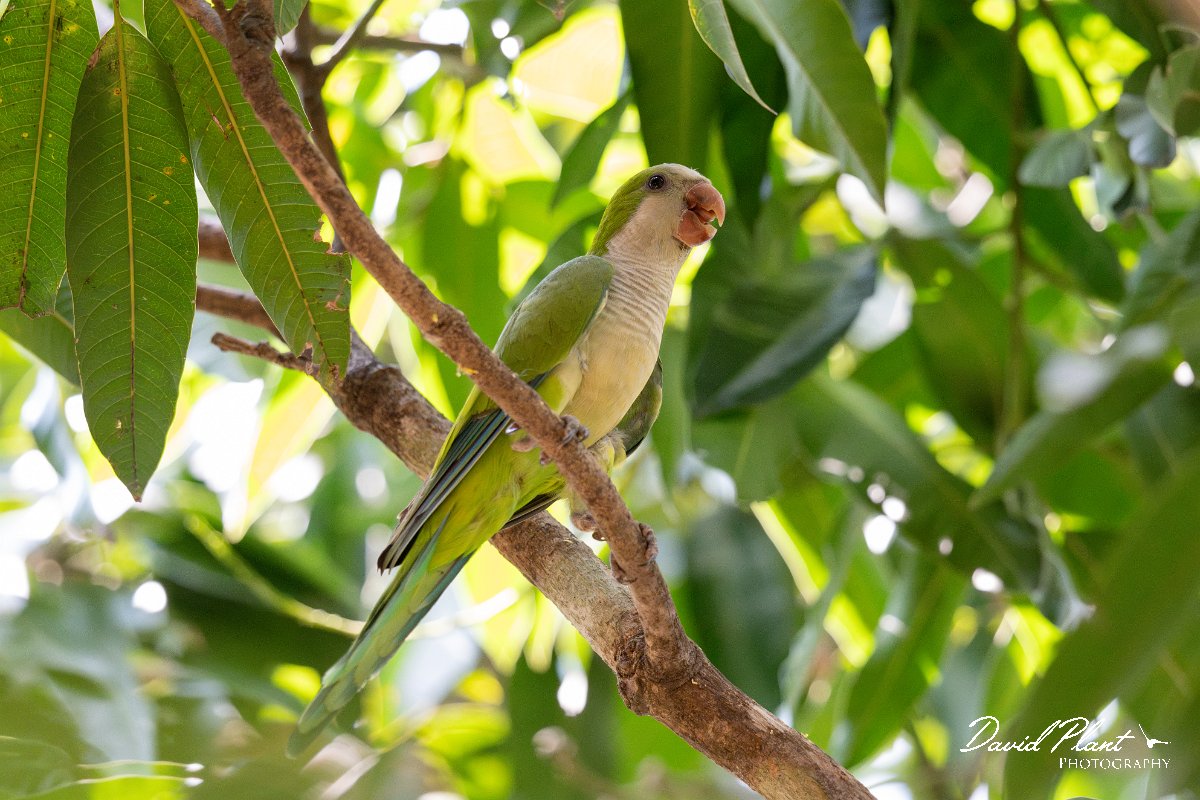 DPPhotography - Pantanal - Monk parakeet - E.jpg - Monk parakeet - Pantanal, Brazil
