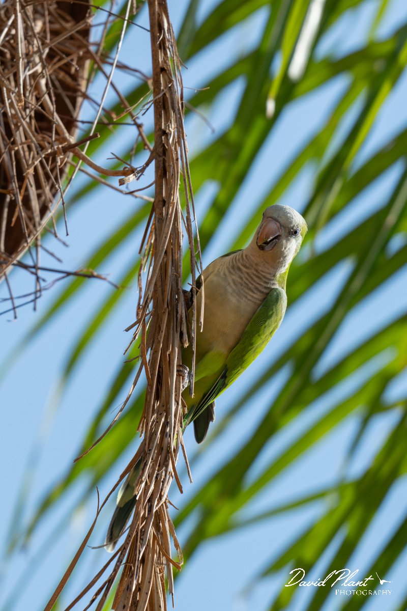 DPPhotography - Pantanal - Monk parakeet - F.jpg - Monk parakeet - Transpantaneira, Brazil