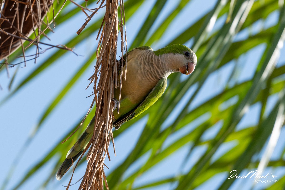 DPPhotography - Pantanal - Monk parakeet - G.jpg - Monk parakeet - Transpantaneira, Brazil