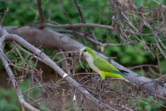 DPPhotography - Pantanal - Monk parakeet - A