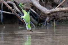 DPPhotography - Pantanal - Monk parakeet - B