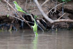 DPPhotography - Pantanal - Monk parakeet - C