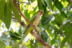 DPPhotography - Pantanal - Monk parakeet - E