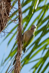 DPPhotography - Pantanal - Monk parakeet - F
