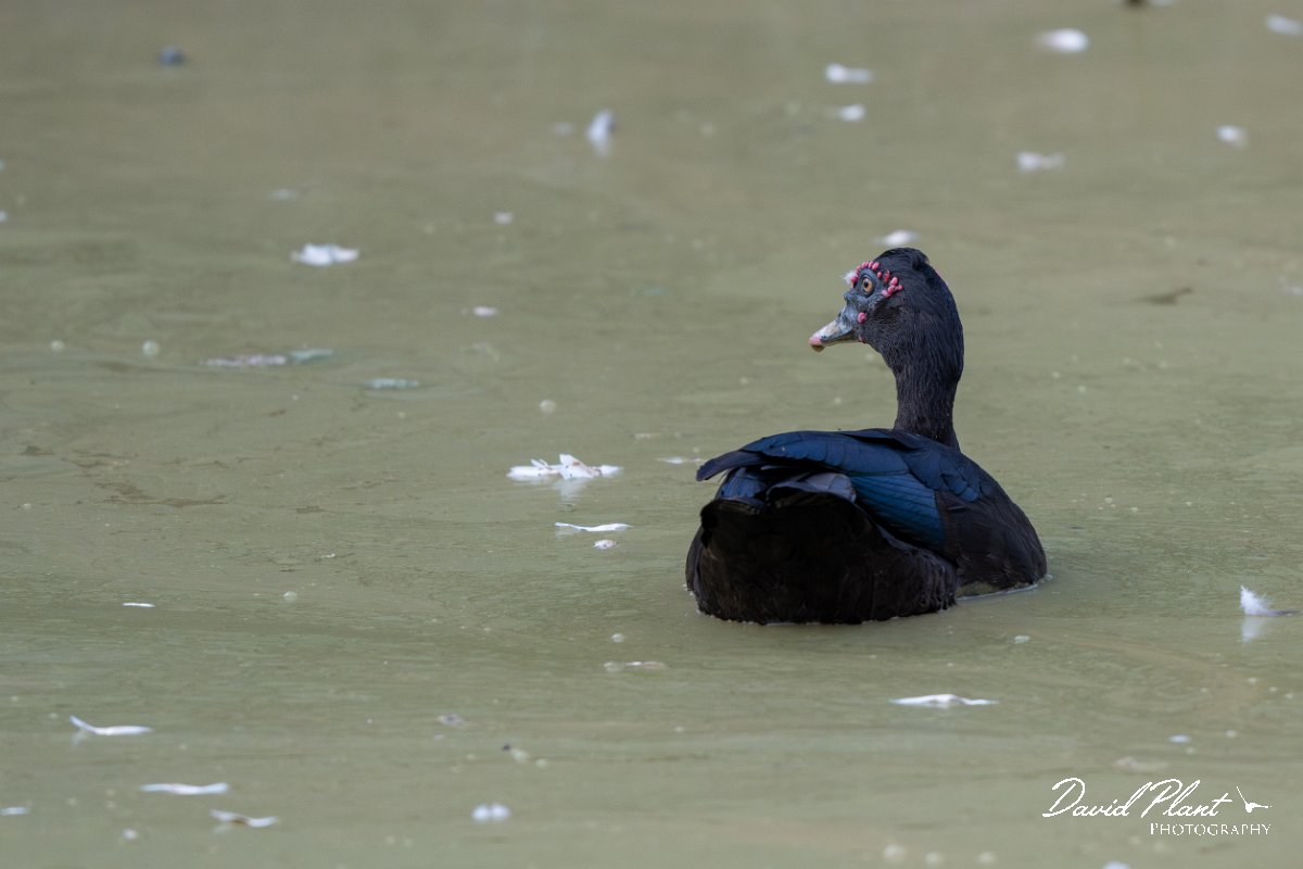 DPPhotography - Pantanal - Muscovey duck - A.jpg - Muscovey duck - Pantanal, Brazil