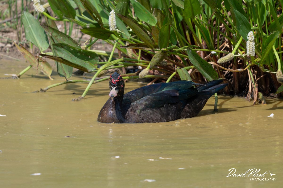 DPPhotography - Pantanal - Muscovey duck - B.jpg - Muscovey duck - Pantanal, Brazil