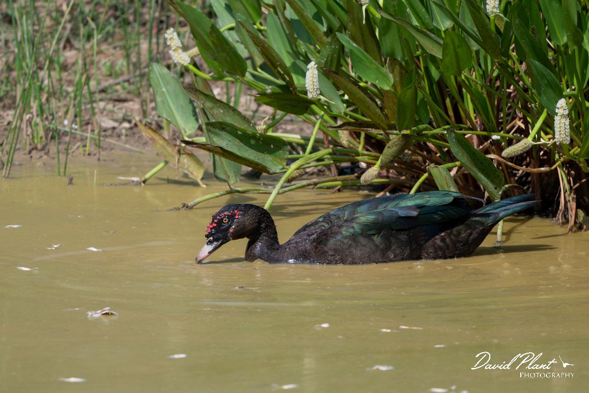 DPPhotography - Pantanal - Muscovey duck - C.jpg - Muscovey duck - Pantanal, Brazil