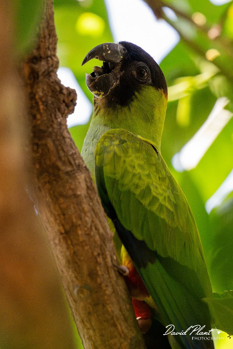 DPPhotography - Pantanal - Nanday parakeet - B.jpg - Nanday parakeet - Pantanal, Brazil