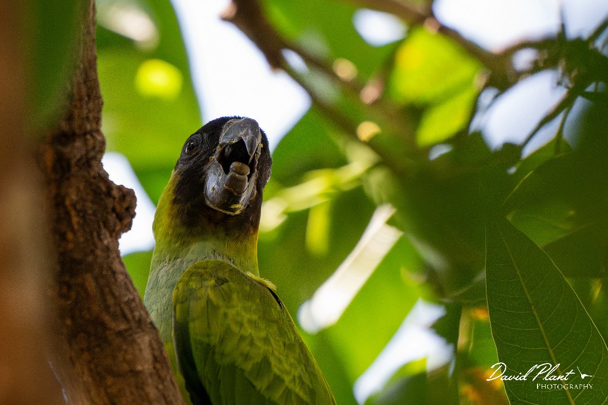 DPPhotography - Pantanal - Nanday parakeet - C.jpg - Nanday parakeet - Pantanal, Brazil
