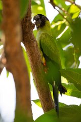 DPPhotography - Pantanal - Nanday parakeet - A