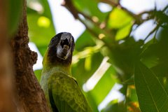 DPPhotography - Pantanal - Nanday parakeet - C