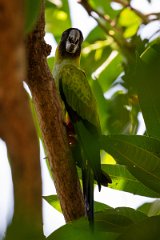 DPPhotography - Pantanal - Nanday parakeet - D