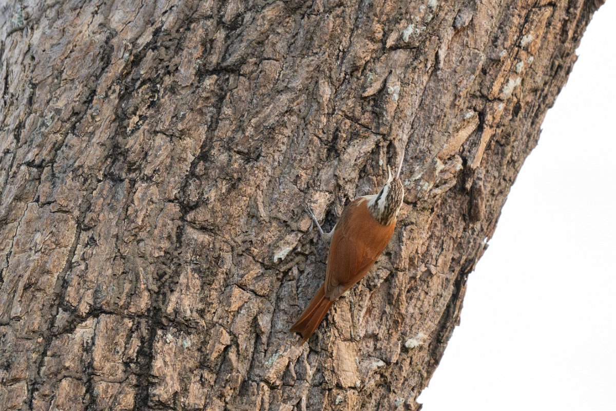 DPPhotography - Pantanal - Narrow-billed woodcreeper - B.jpg - Narrow-billed woodcreeper - Pantanal, Brazil