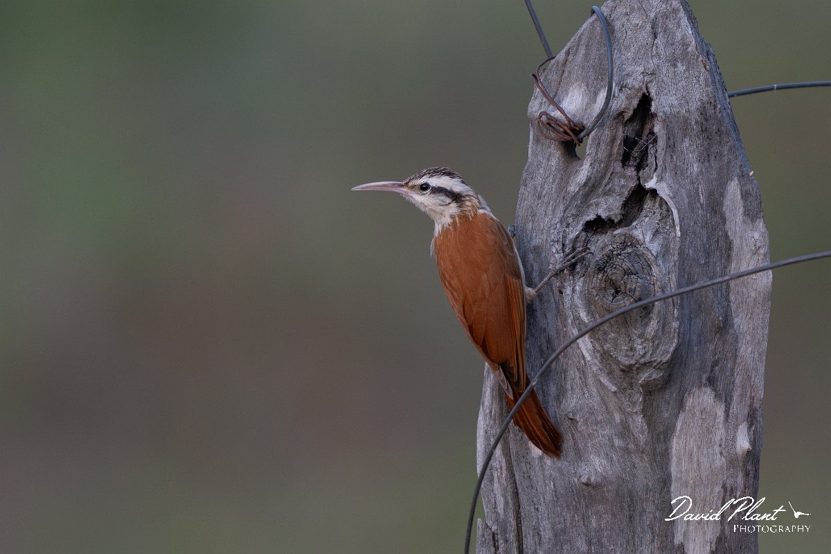 DPPhotography - Pantanal - Narrow-billed woodcreeper - C.jpg - Narrow-billed woodcreeper - Pantanal, Brazil
