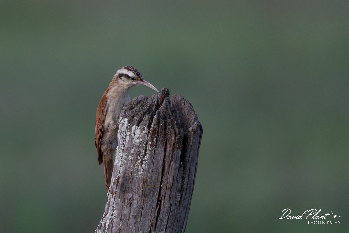 DPPhotography - Pantanal - Narrow-billed woodcreeper - D.jpg - Narrow-billed woodcreeper - Pantanal, Brazil
