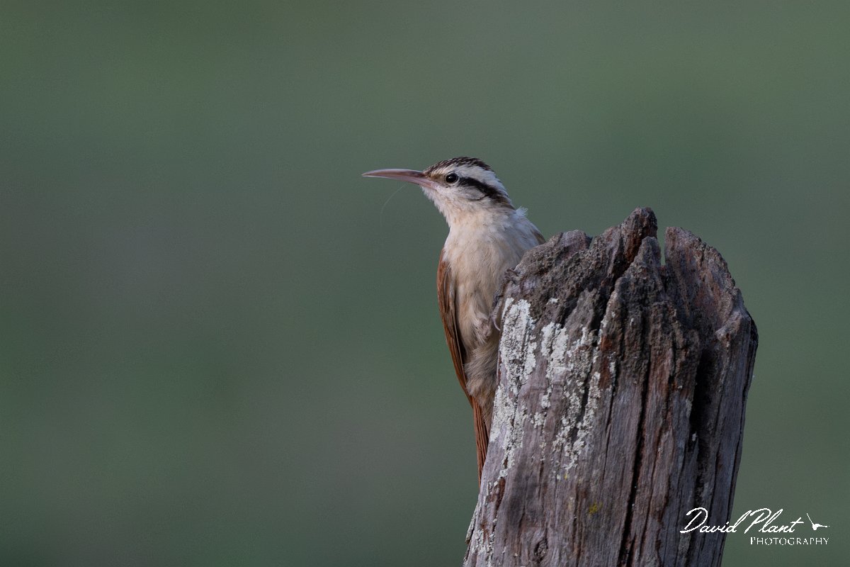 DPPhotography - Pantanal - Narrow-billed woodcreeper - E.jpg - Narrow-billed woodcreeper - Pantanal, Brazil