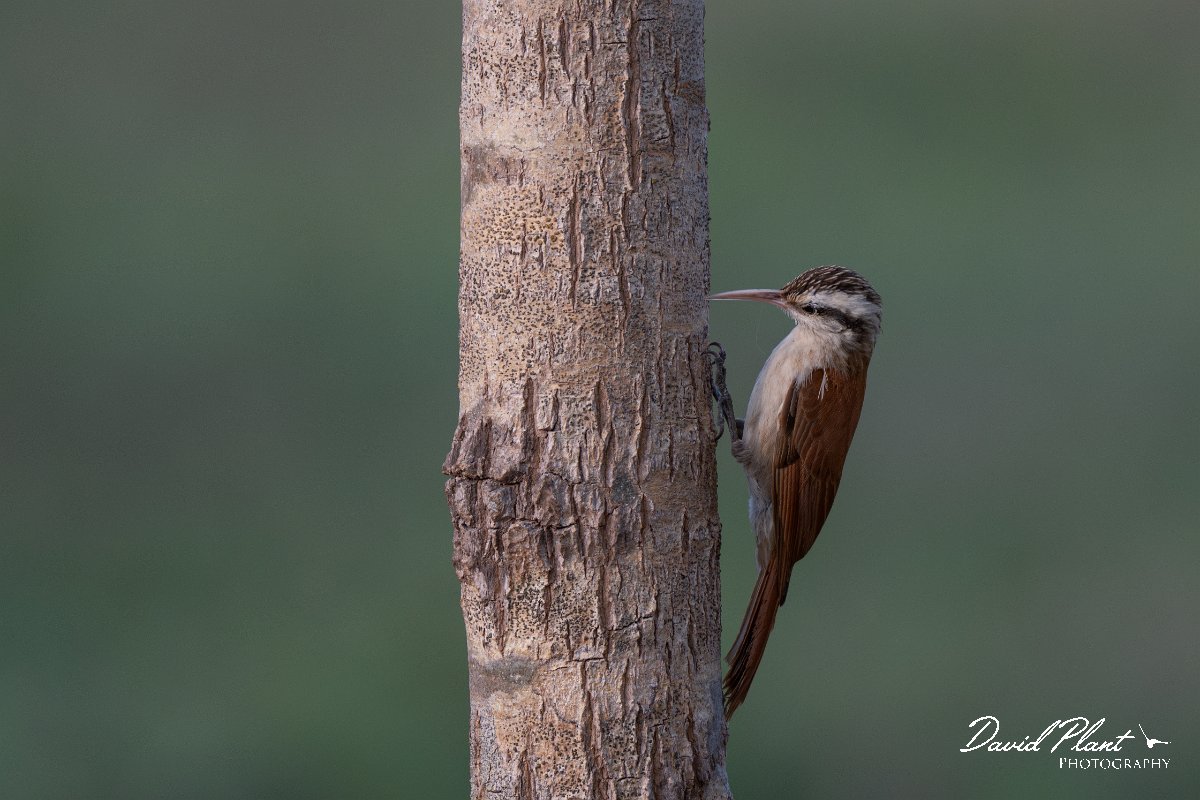 DPPhotography - Pantanal - Narrow-billed woodcreeper - F.jpg - Narrow-billed woodcreeper - Pantanal, Brazil