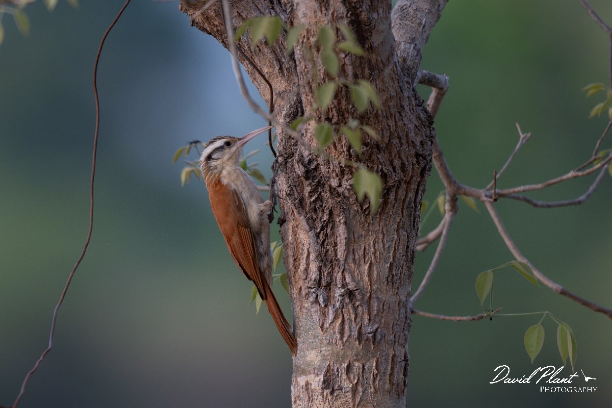 DPPhotography - Pantanal - Narrow-billed woodcreeper - G.jpg - Narrow-billed woodcreeper - Pantanal, Brazil
