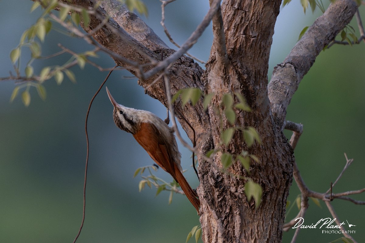 DPPhotography - Pantanal - Narrow-billed woodcreeper - H.jpg - Narrow-billed woodcreeper - Pantanal, Brazil