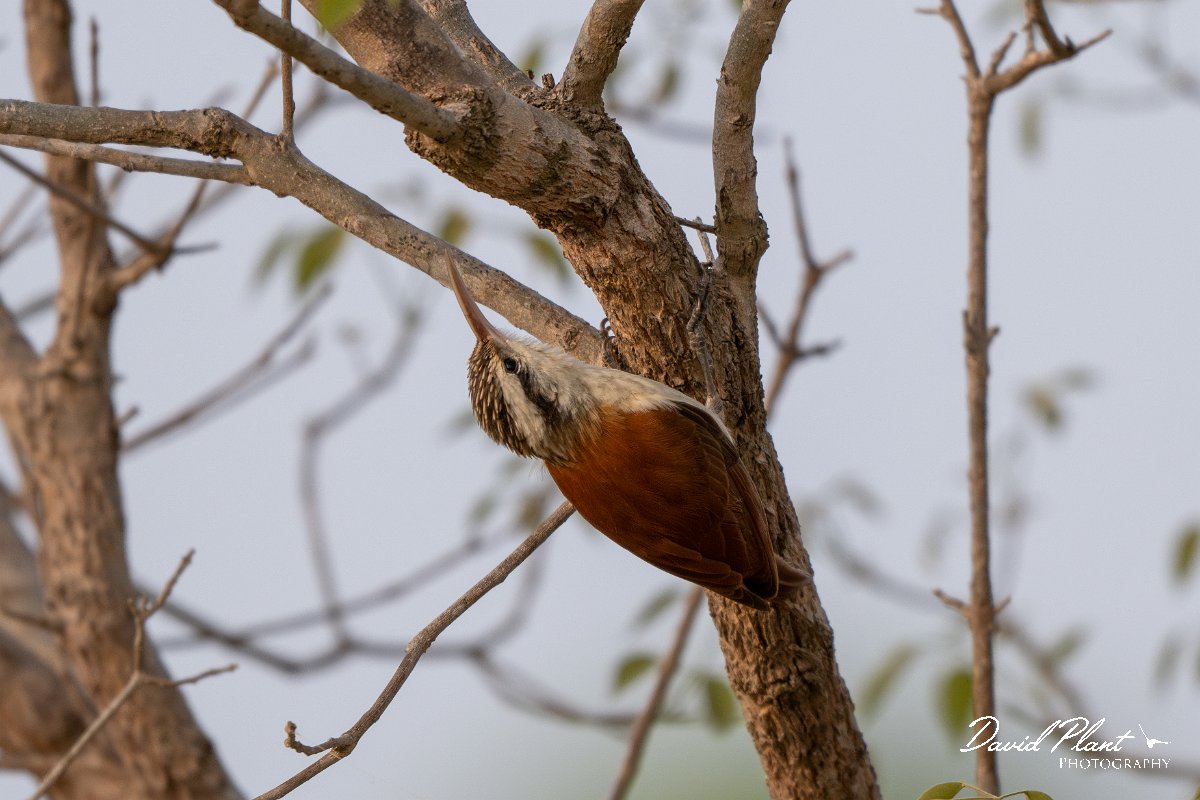 DPPhotography - Pantanal - Narrow-billed woodcreeper - I.jpg - Narrow-billed woodcreeper - Pantanal, Brazil