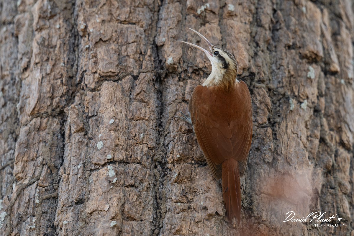 DPPhotography - Pantanal - Narrow-billed woodcreeper - J.jpg - Narrow-billed woodcreeper - Pantanal, Brazil