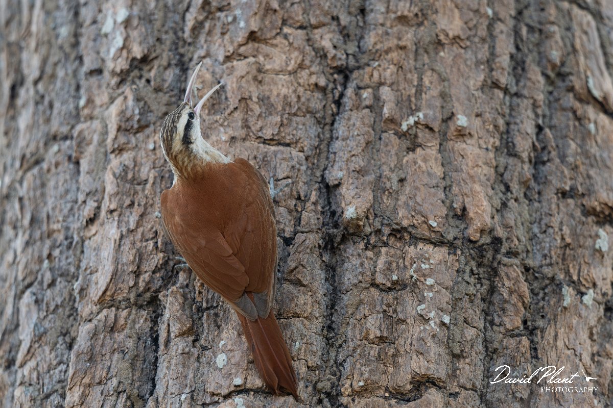 DPPhotography - Pantanal - Narrow-billed woodcreeper - K.jpg - Narrow-billed woodcreeper - Pantanal, Brazil