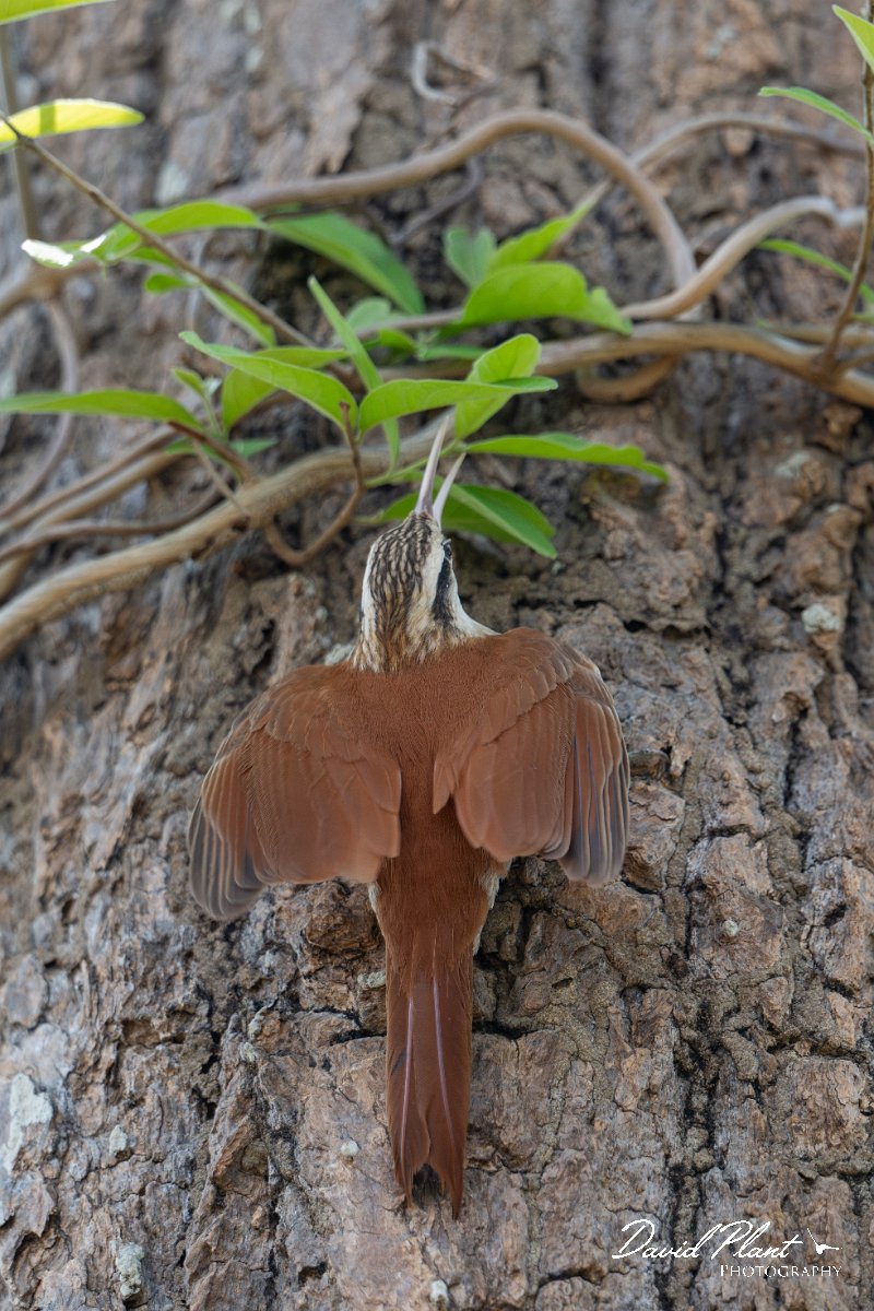 DPPhotography - Pantanal - Narrow-billed woodcreeper - L.jpg - Narrow-billed woodcreeper - Pantanal, Brazil