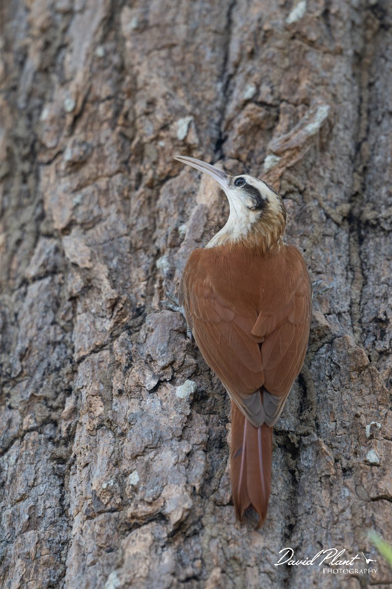 DPPhotography - Pantanal - Narrow-billed woodcreeper - M.jpg - Narrow-billed woodcreeper - Pantanal, Brazil