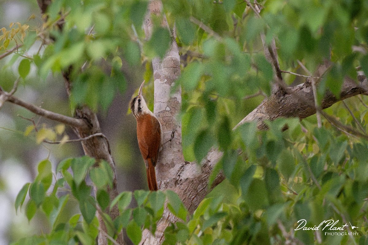 DPPhotography - Pantanal - Narrow-billed woodcreeper - N.jpg - Narrow-billed woodcreeper - Pantanal, Brazil