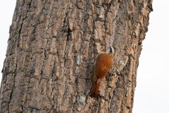 DPPhotography - Pantanal - Narrow-billed woodcreeper - A