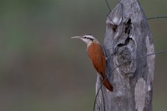 DPPhotography - Pantanal - Narrow-billed woodcreeper - C