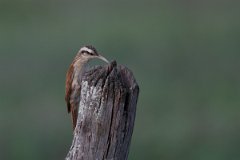 DPPhotography - Pantanal - Narrow-billed woodcreeper - D
