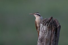 DPPhotography - Pantanal - Narrow-billed woodcreeper - E