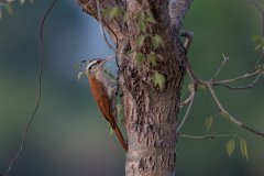 DPPhotography - Pantanal - Narrow-billed woodcreeper - G