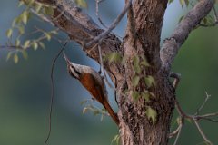DPPhotography - Pantanal - Narrow-billed woodcreeper - H