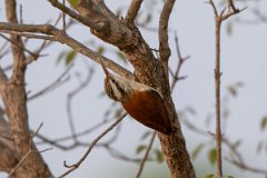 DPPhotography - Pantanal - Narrow-billed woodcreeper - I
