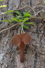 DPPhotography - Pantanal - Narrow-billed woodcreeper - L