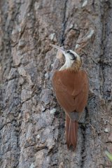 DPPhotography - Pantanal - Narrow-billed woodcreeper - M