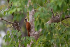 DPPhotography - Pantanal - Narrow-billed woodcreeper - N