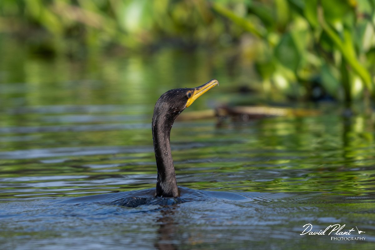 DPPhotography - Pantanal - Neotropic cormorant - C.jpg - Neotropic cormorant - Corixa Três Irmãos, Pantanal, Brazil