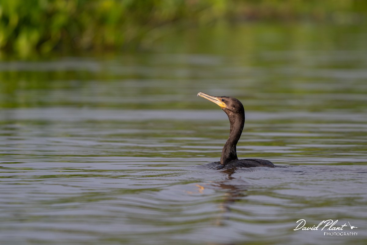 DPPhotography - Pantanal - Neotropic cormorant - D.jpg - Neotropic cormorant - Corixa Três Irmãos, Pantanal, Brazil