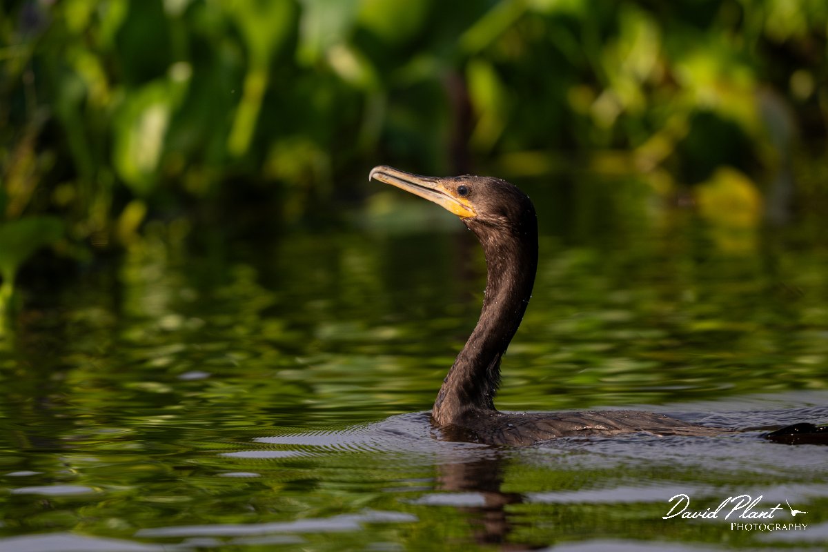 DPPhotography - Pantanal - Neotropic cormorant - F.jpg - Neotropic cormorant - Corixa Três Irmãos, Pantanal, Brazil