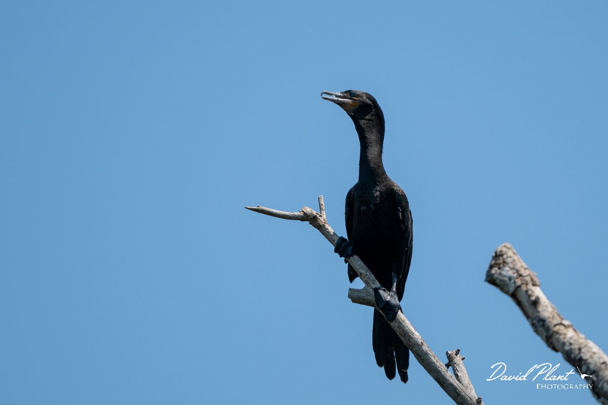 DPPhotography - Pantanal - Neotropic cormorant - H.jpg - Neotropic cormorant - Corixa Três Irmãos, Pantanal, Brazil