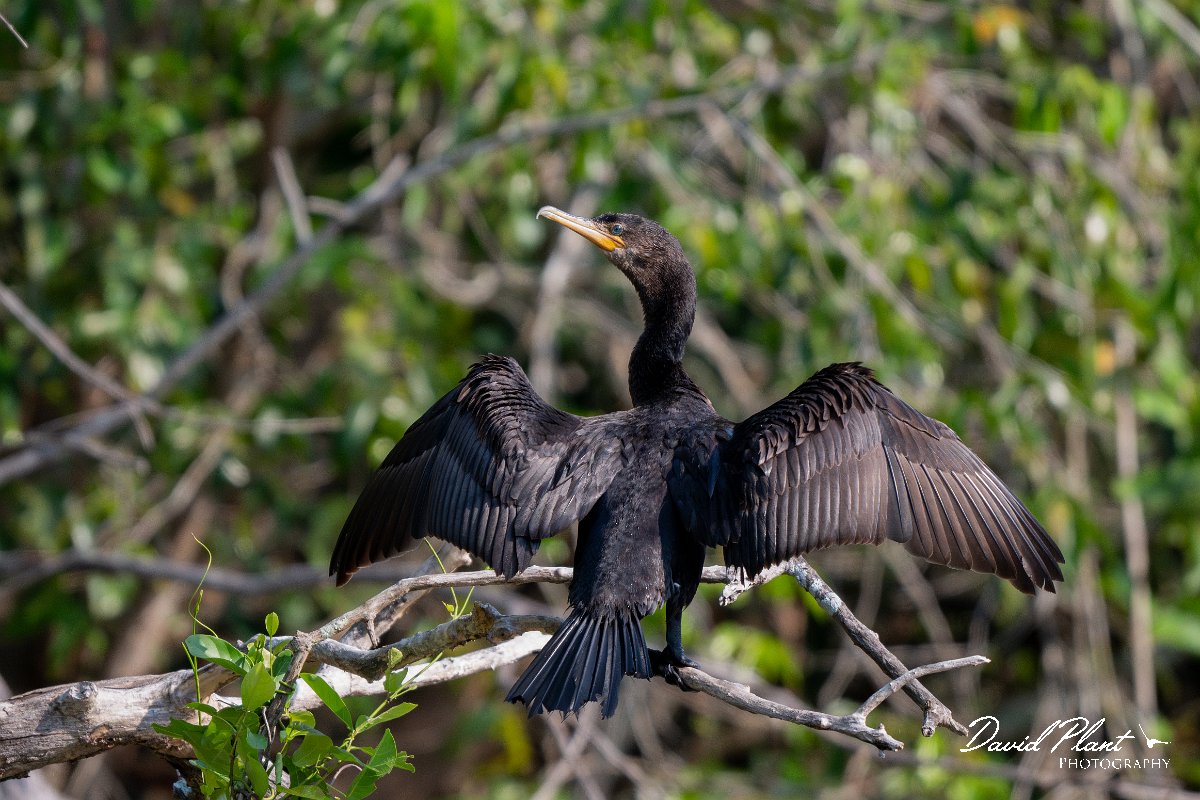 DPPhotography - Pantanal - Neotropic cormorant - I.jpg - Neotropic cormorant -  Pantanal, Brazil
